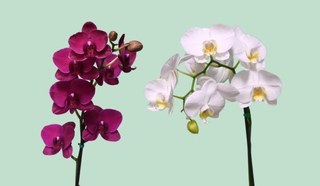 Plantas y Orquídeas